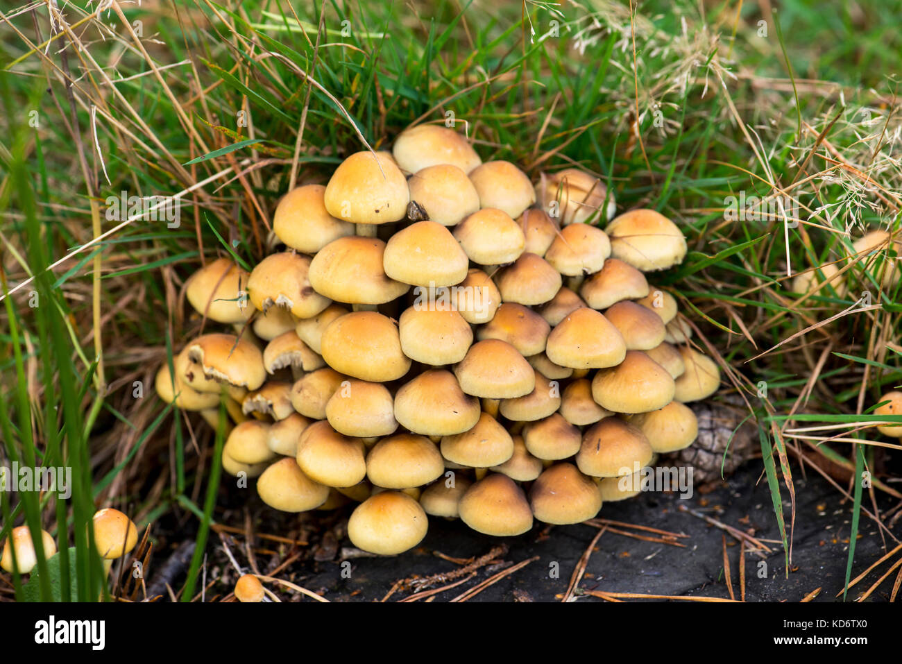 Ciuffo di zolfo (Hypholoma fasciculare) Foto Stock