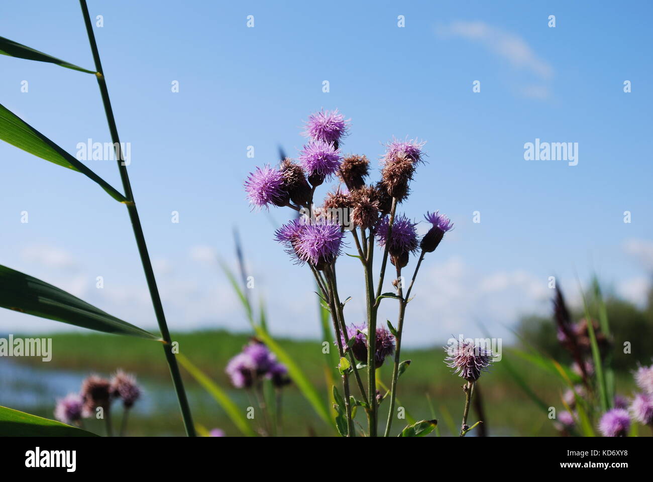 Centaurea jacea (marrone o fiordaliso fiordaliso brownray) è una specie di piante erbacee perenni in genere centaurea crescere nel campo. Foto Stock