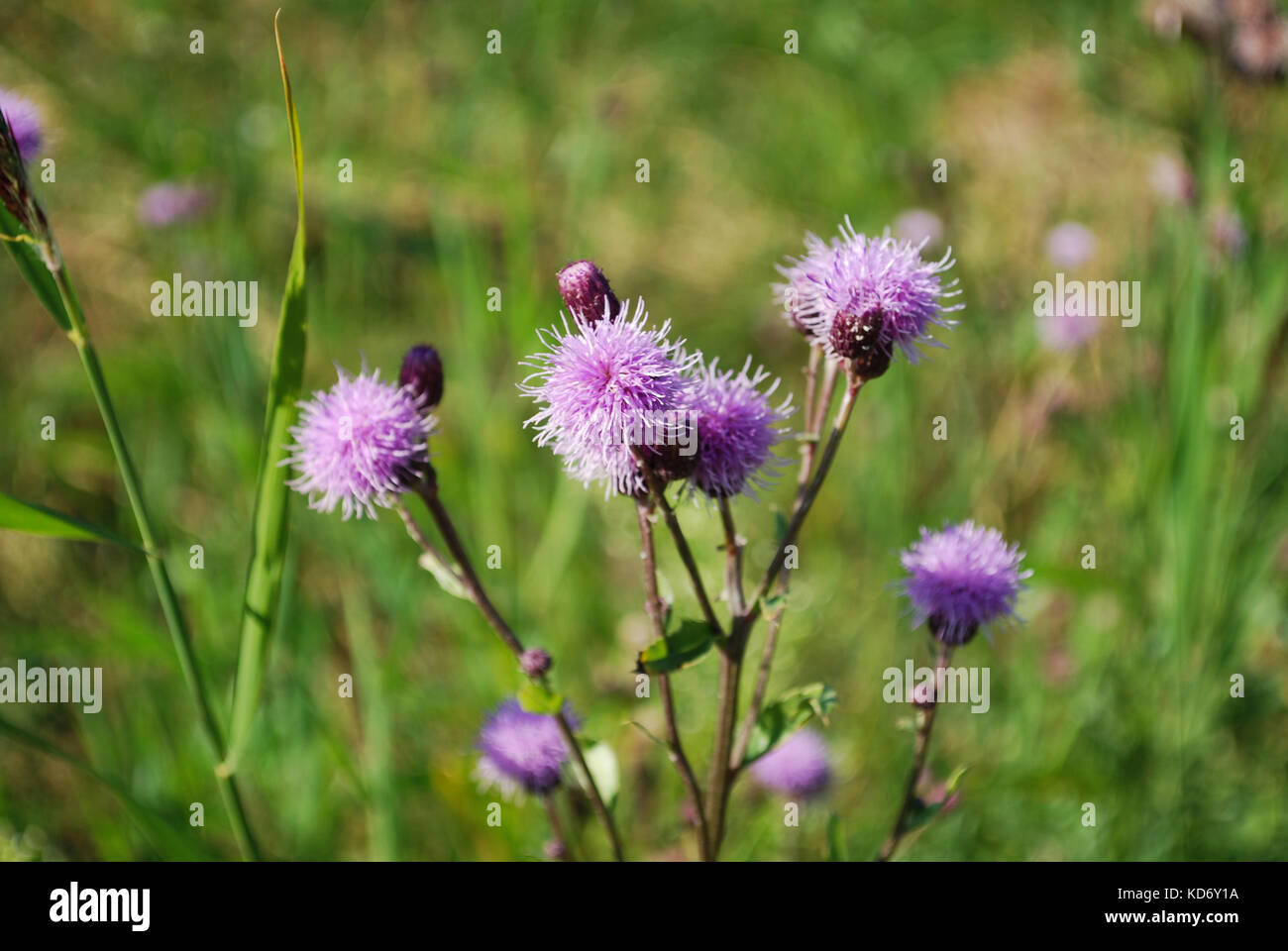 Centaurea jacea (marrone o fiordaliso fiordaliso brownray) è una specie di piante erbacee perenni in genere centaurea crescere nel campo. Foto Stock