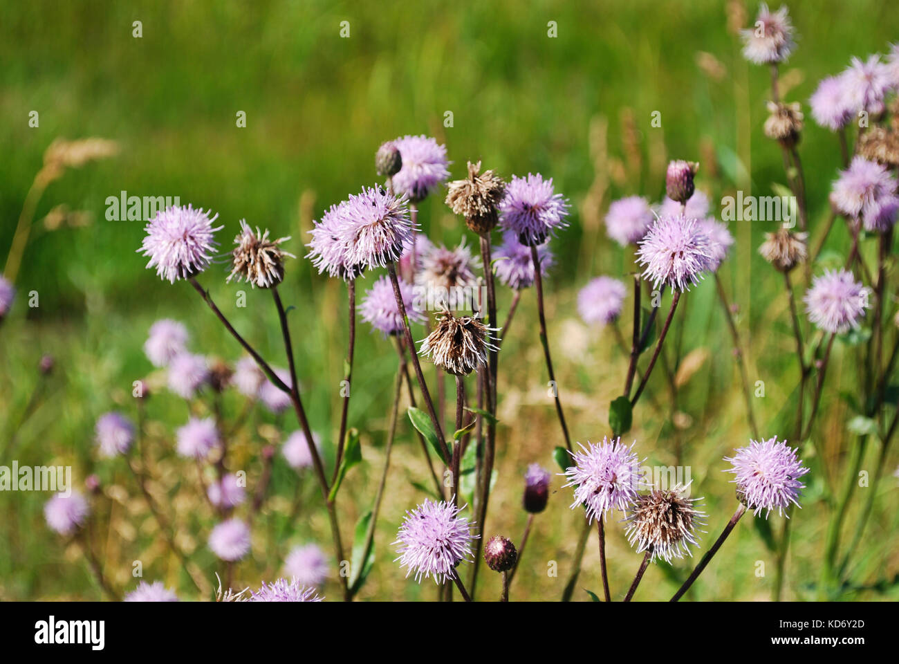 Centaurea jacea (marrone o fiordaliso fiordaliso brownray) è una specie di piante erbacee perenni in genere centaurea crescere nel campo. Foto Stock