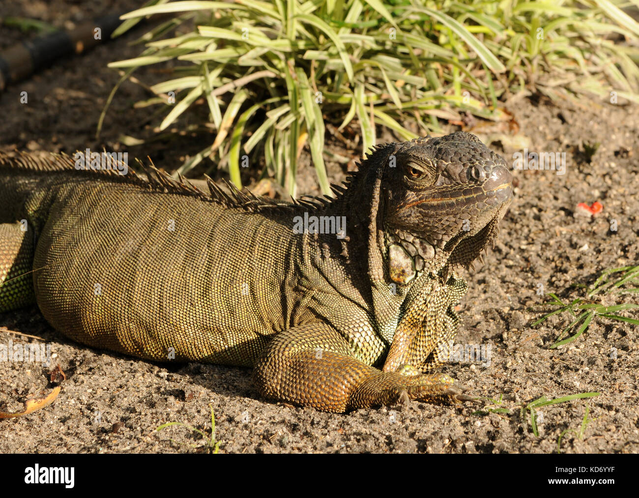 Grossa iguana strisciando sul terreno Foto Stock