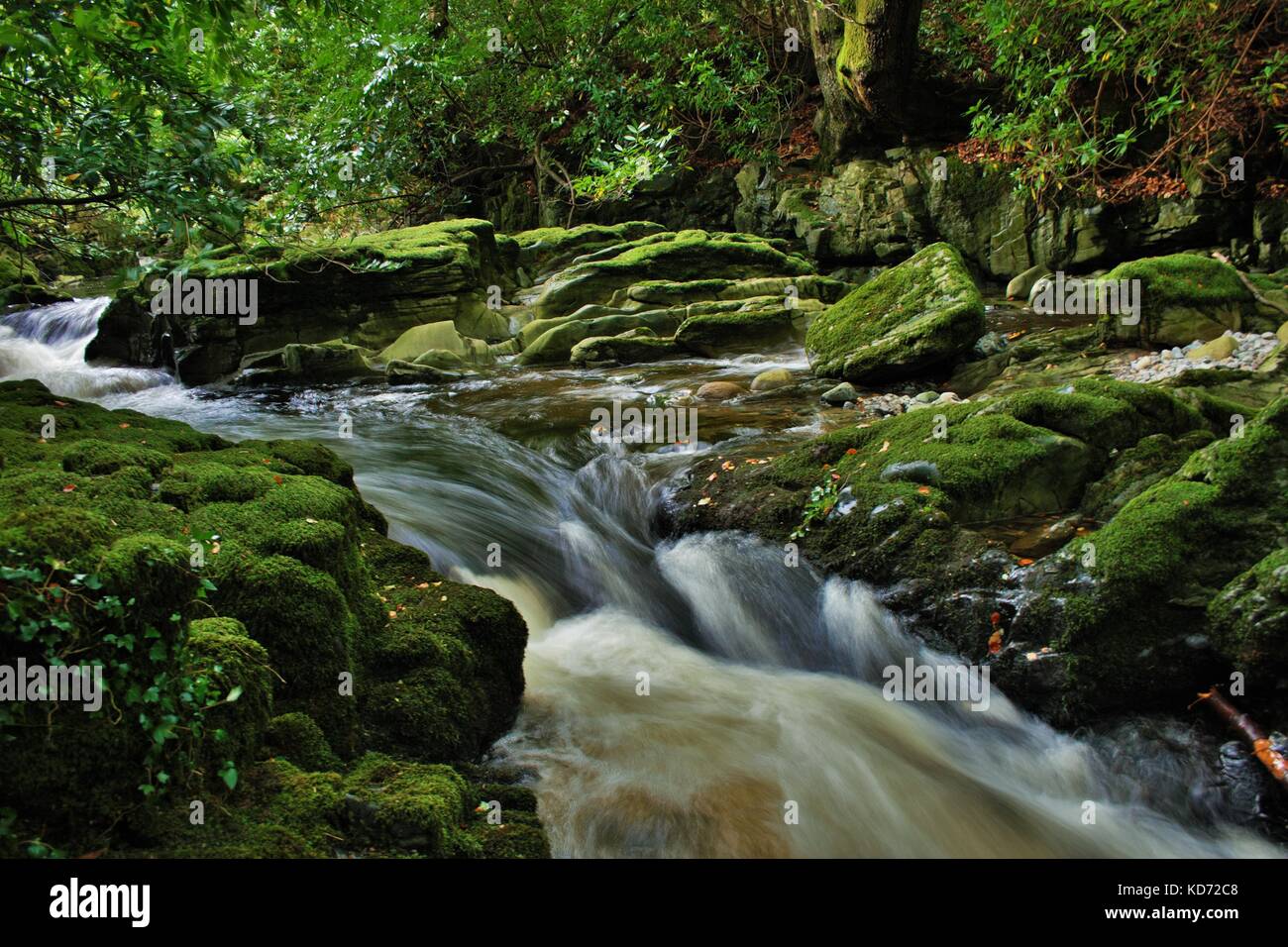 Una lunga esposizione colpo di fiume che scorre attraverso le rocce e alberi nella foresta tullymore, Irlanda del Nord Foto Stock