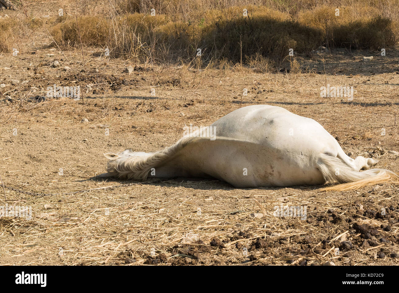 Cavallo morto sul terreno al di fuori del calore e la mancanza di acqua. Foto Stock