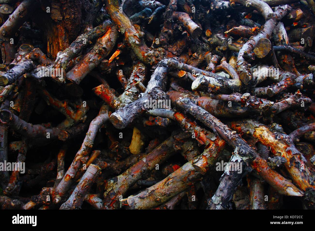 Grande pila di taglio fino apple i rami degli alberi in una fattoria nella contea di Armagh, Irlanda del Nord Foto Stock