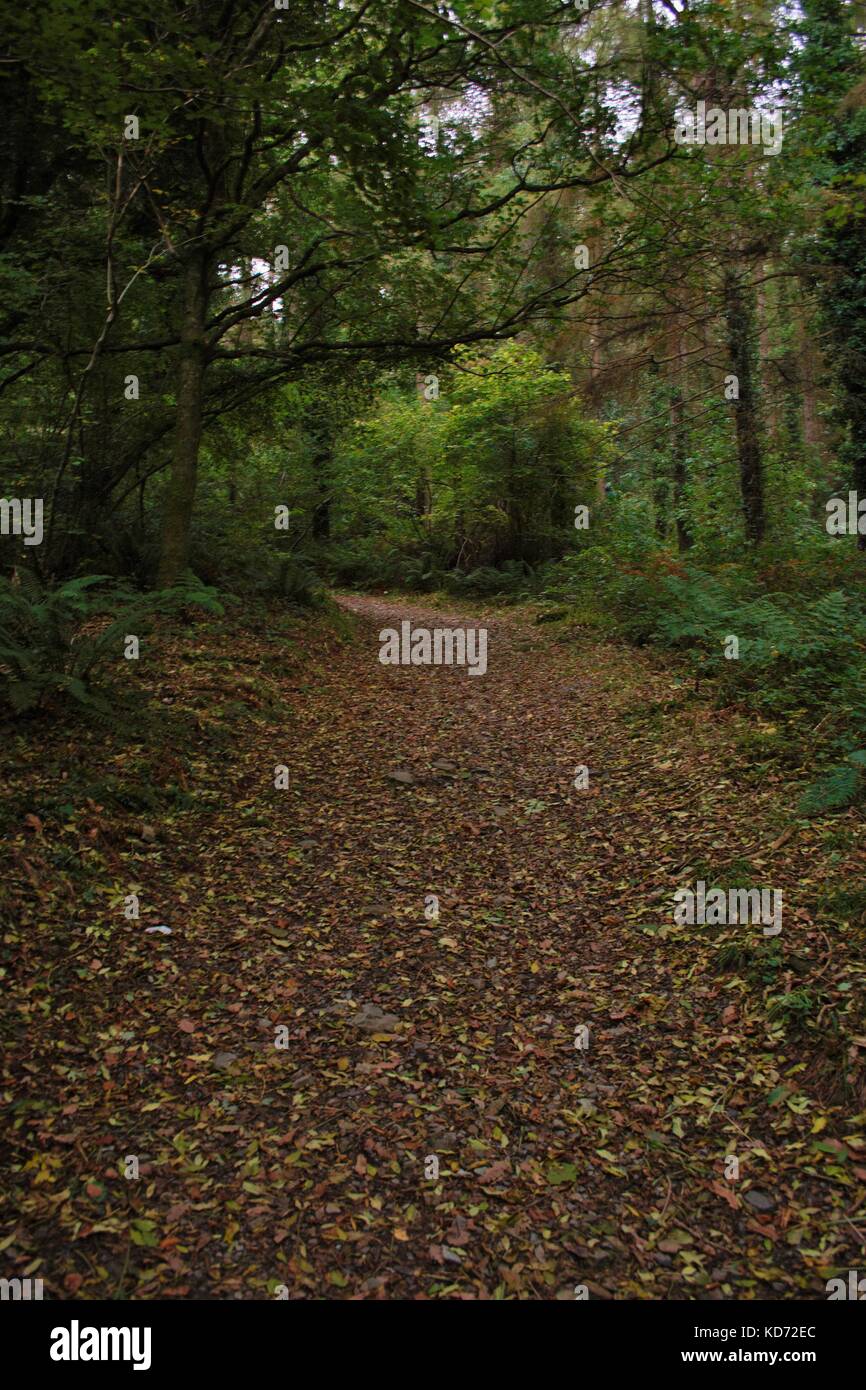 Un sentiero coperto di foglie passando attraverso gli alberi nella foresta di rostrevor, Irlanda del Nord Foto Stock