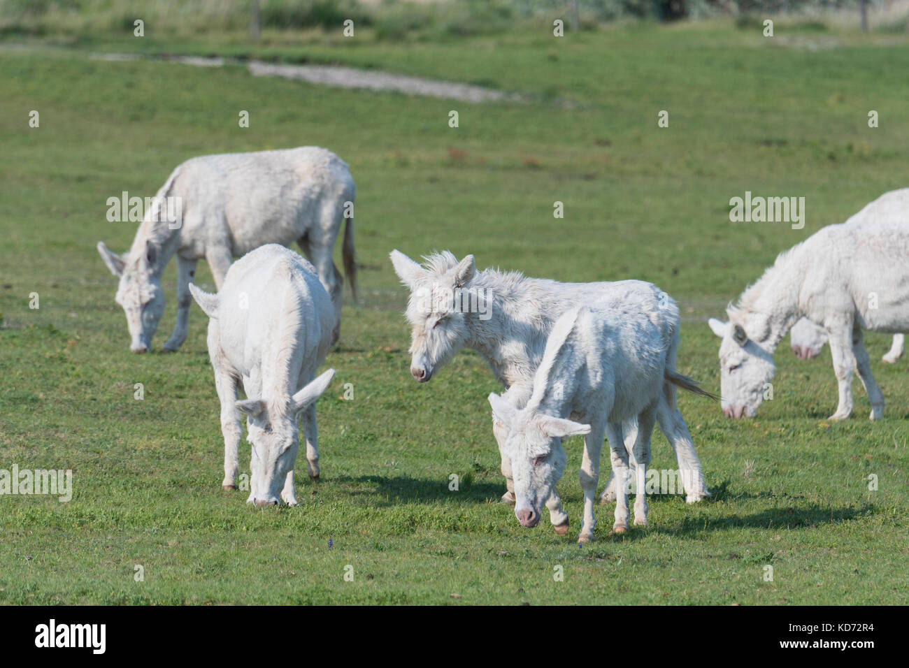 Austria-Hungarian asinello bianco (Equus asinus asinus), Neusiedler-See national park, Burgenland, Austria Foto Stock