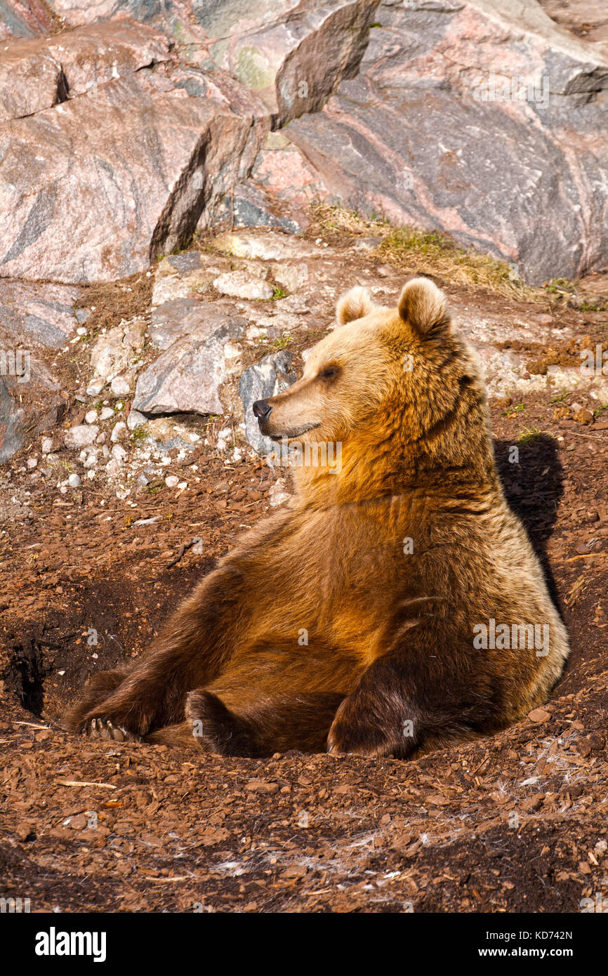 L'orso bruno si crogiola al sole di primavera Foto Stock