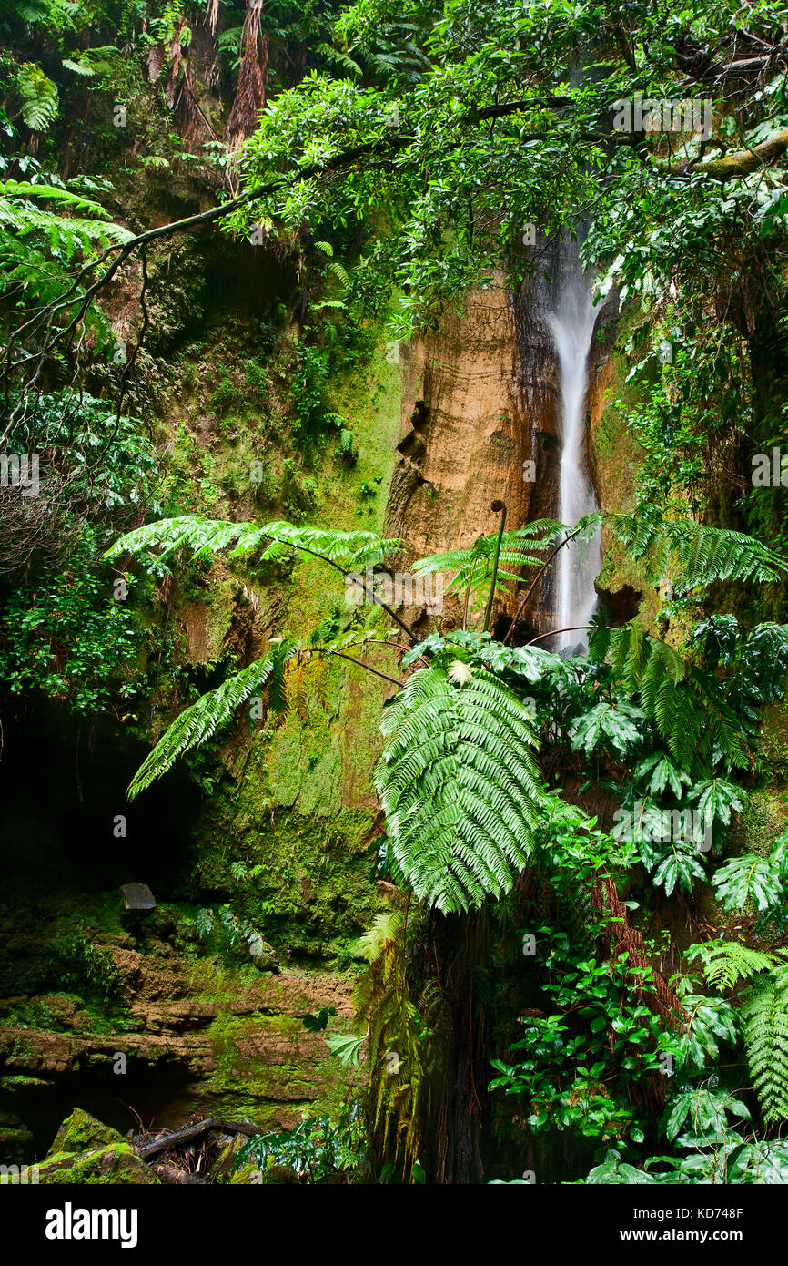 Felce gigante e cascata nella foresta tropicale, Azzorre Foto Stock