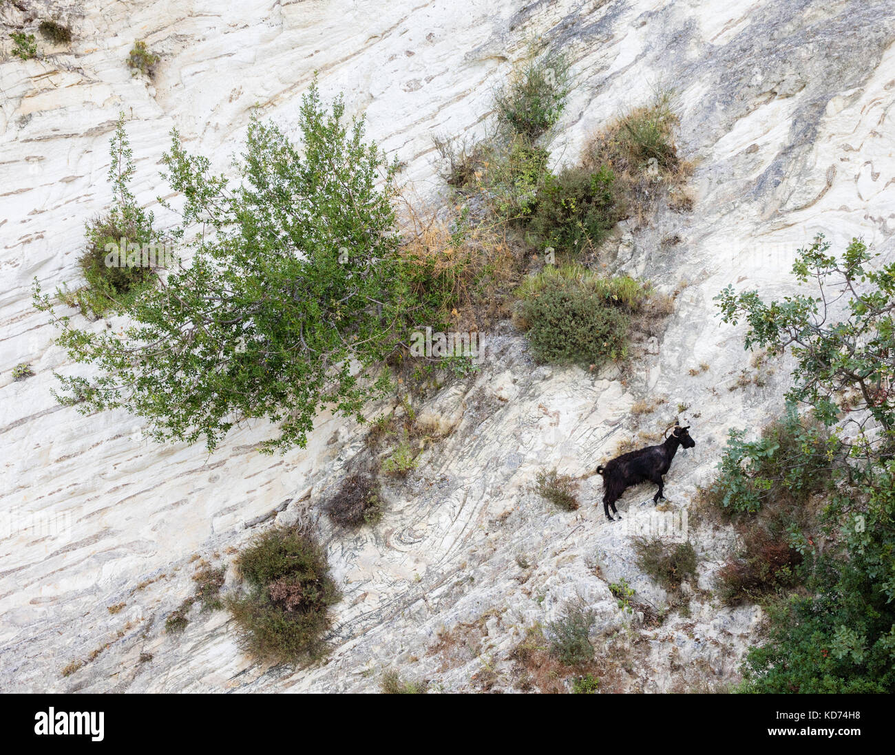 Capra nero appollaiato precariamente su chalk scogliere di Gidaki Bay su Itaca nelle isole Ionie della Grecia Foto Stock