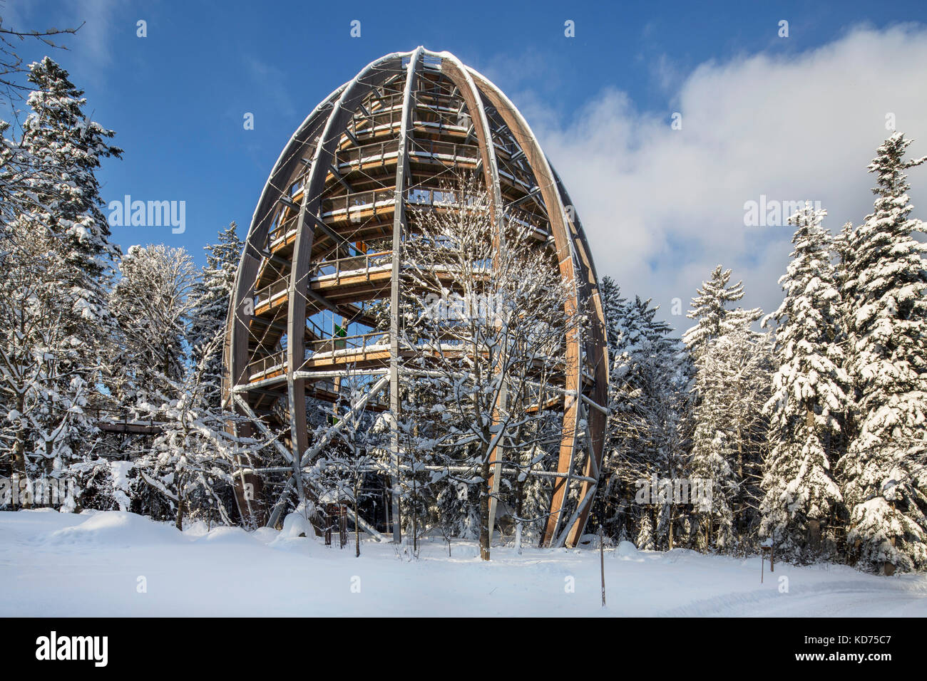 Baumwipfelpfad in inverno, torre di legno la costruzione della più lunga del mondo Tree Top Walk nel parco nazionale della foresta bavarese, Germania Foto Stock
