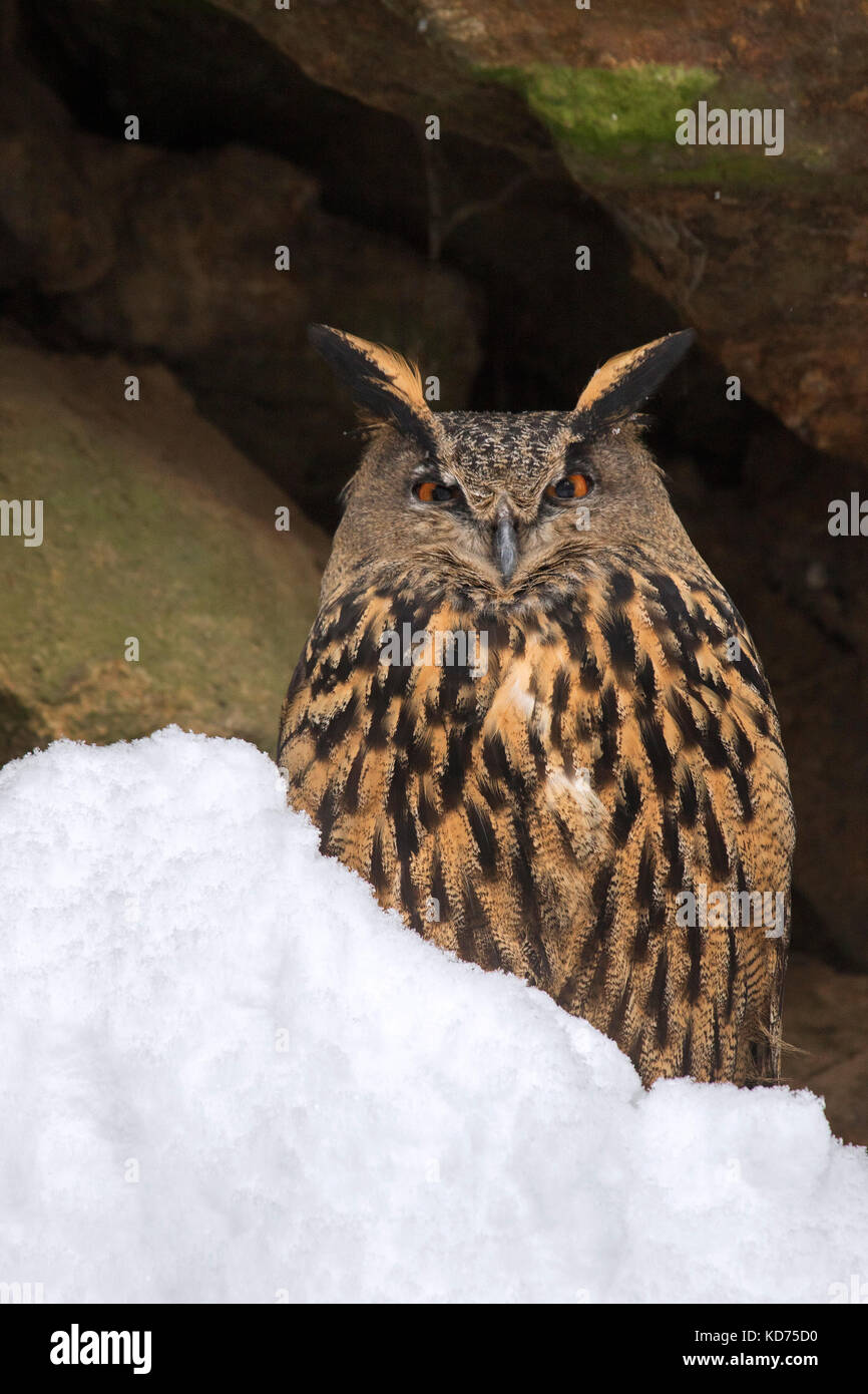 Gufo reale (Bubo bubo) seduti sulla sporgenza di roccia in roccia in inverno Foto Stock