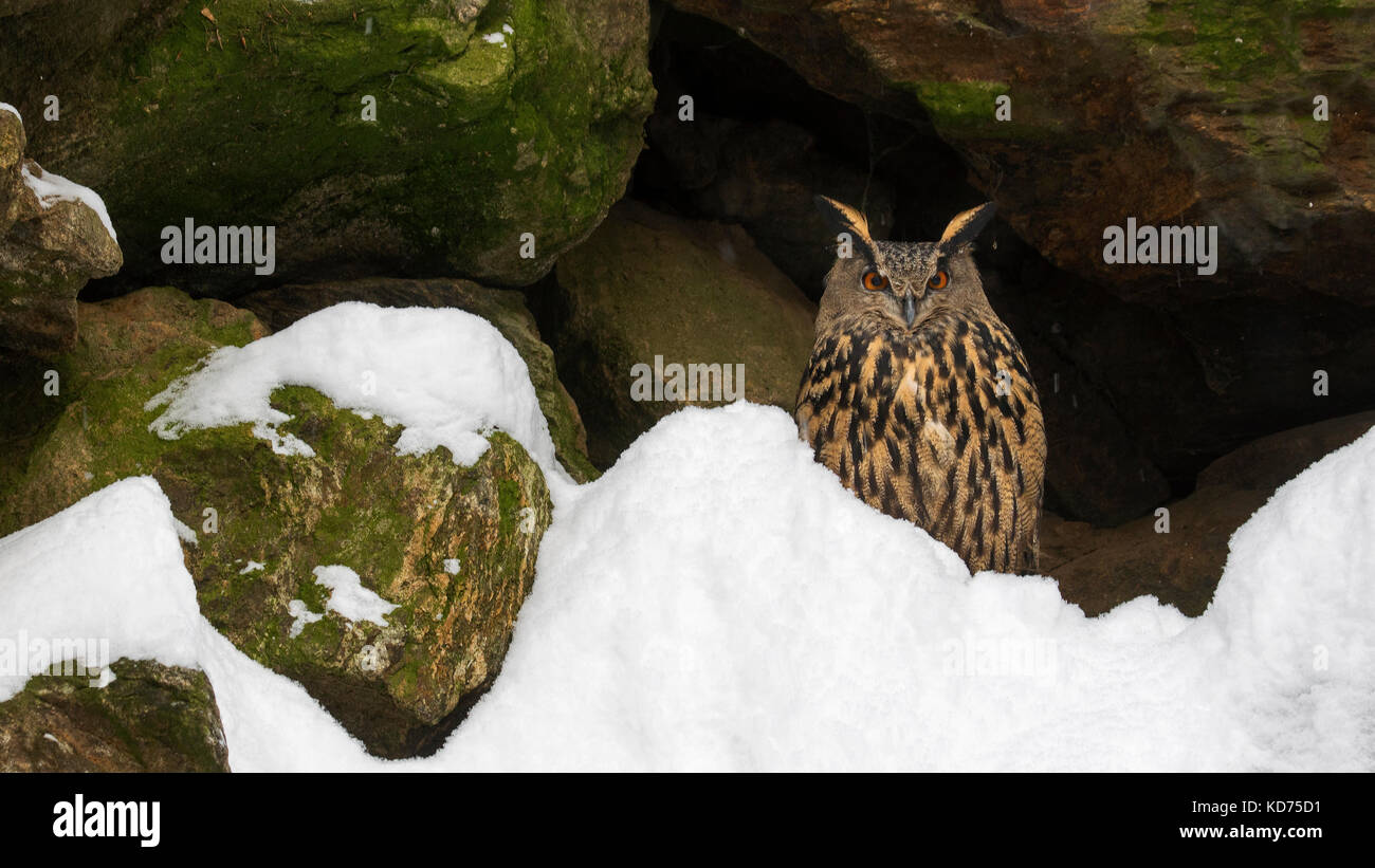 Gufo reale (Bubo bubo) seduti sulla sporgenza di roccia in roccia in inverno Foto Stock