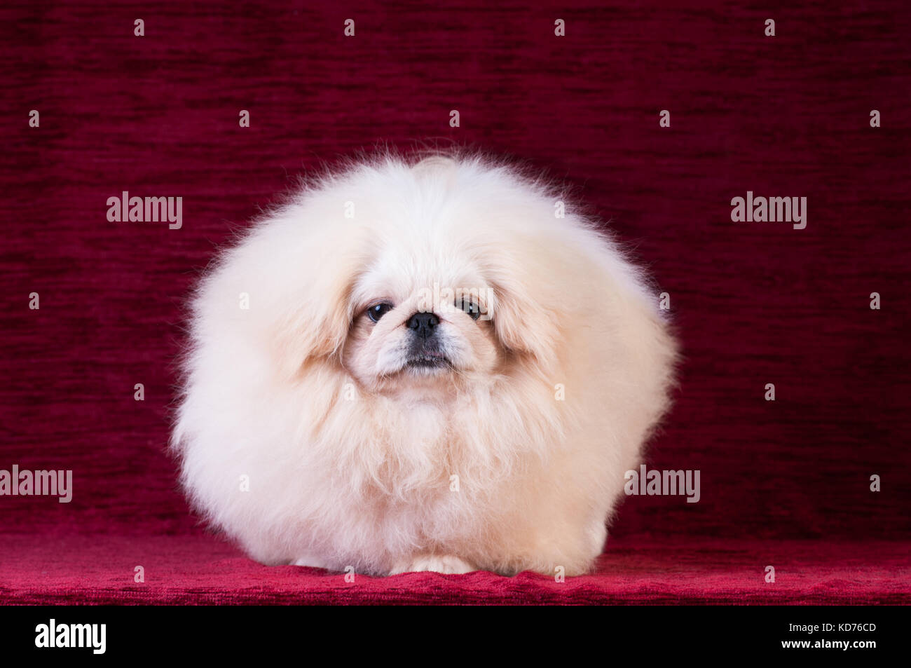 Bianco cucciolo pekingese ritratto presso lo studio sul velluto rosso sfondo Foto Stock