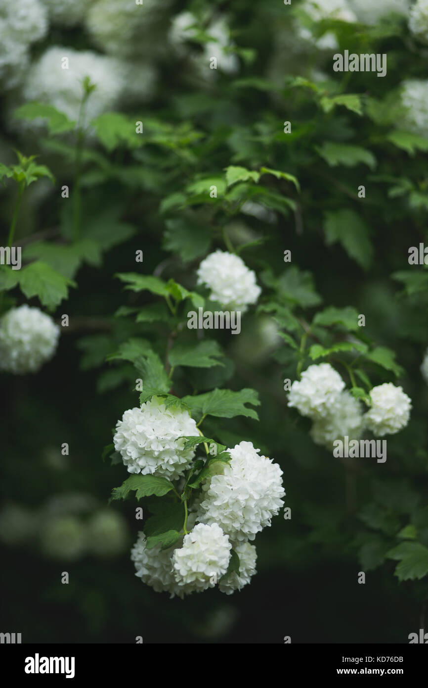 Viburnum opulus viburno bianco-rosa cresce come un grande bussola su un allevamento di fiore Foto Stock