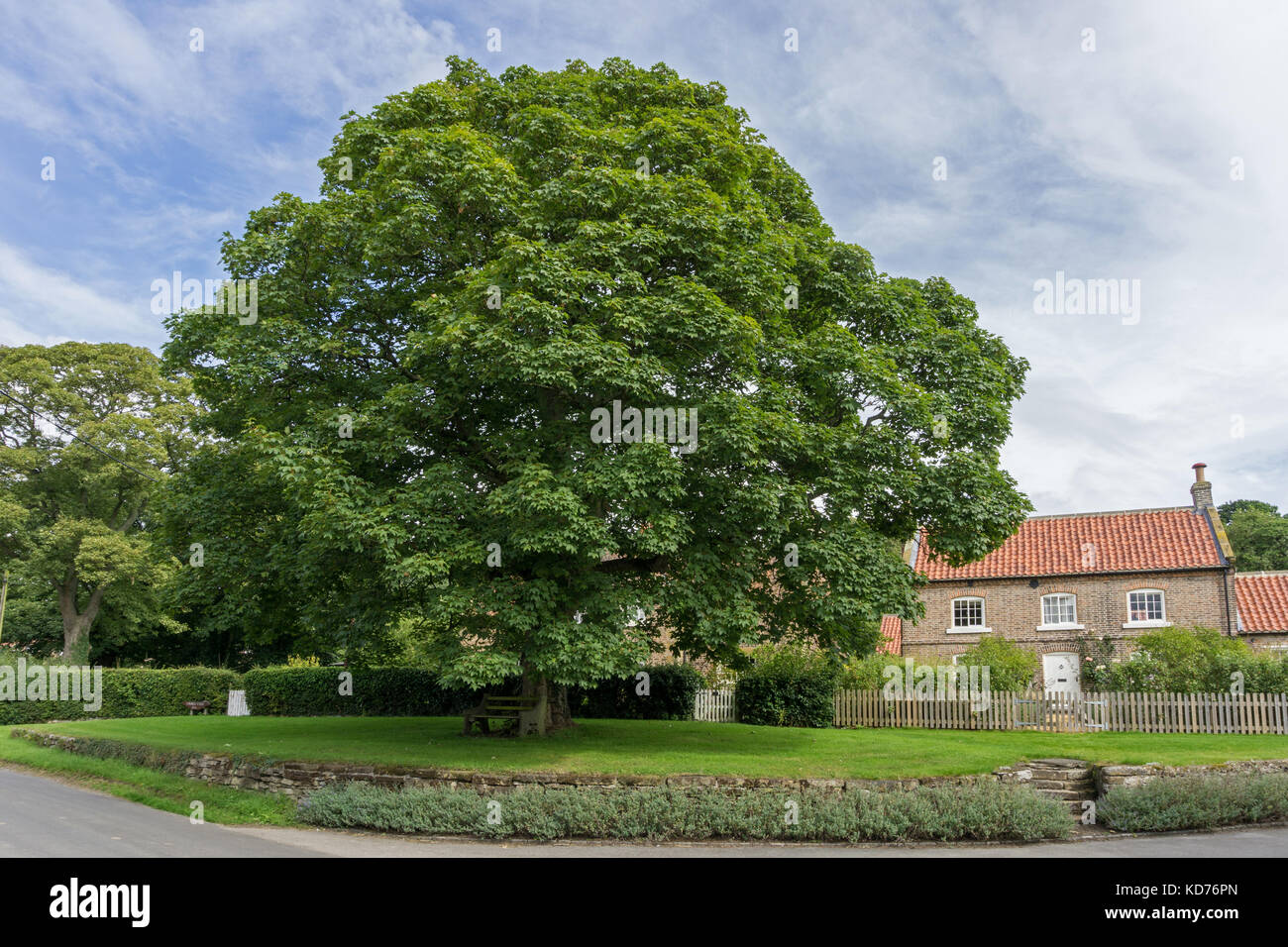 Villaggio Verde con grande albero di quercia in centro e cottage in pietra dietro nel villaggio di Felixkirk, nello Yorkshire, Regno Unito Foto Stock