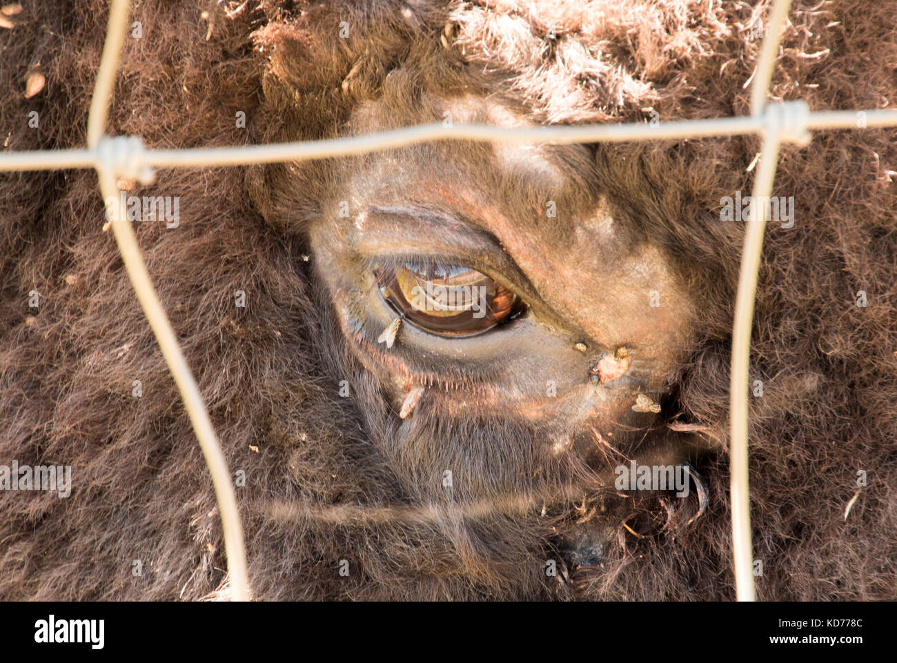 Un occhiata all'occhio di un bufalo in Sud Dakota. Foto Stock Un occhiata all'occhio di un bufalo in Sud Dakota. Foto Stock