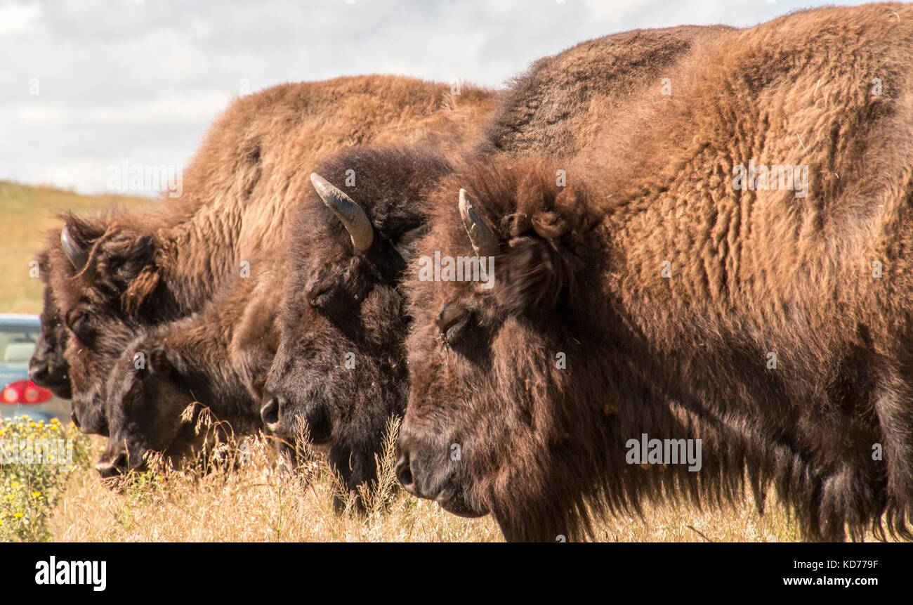 Una mandria di bufali selvaggi nel Custer State Park, Sud Dakota. Foto Stock