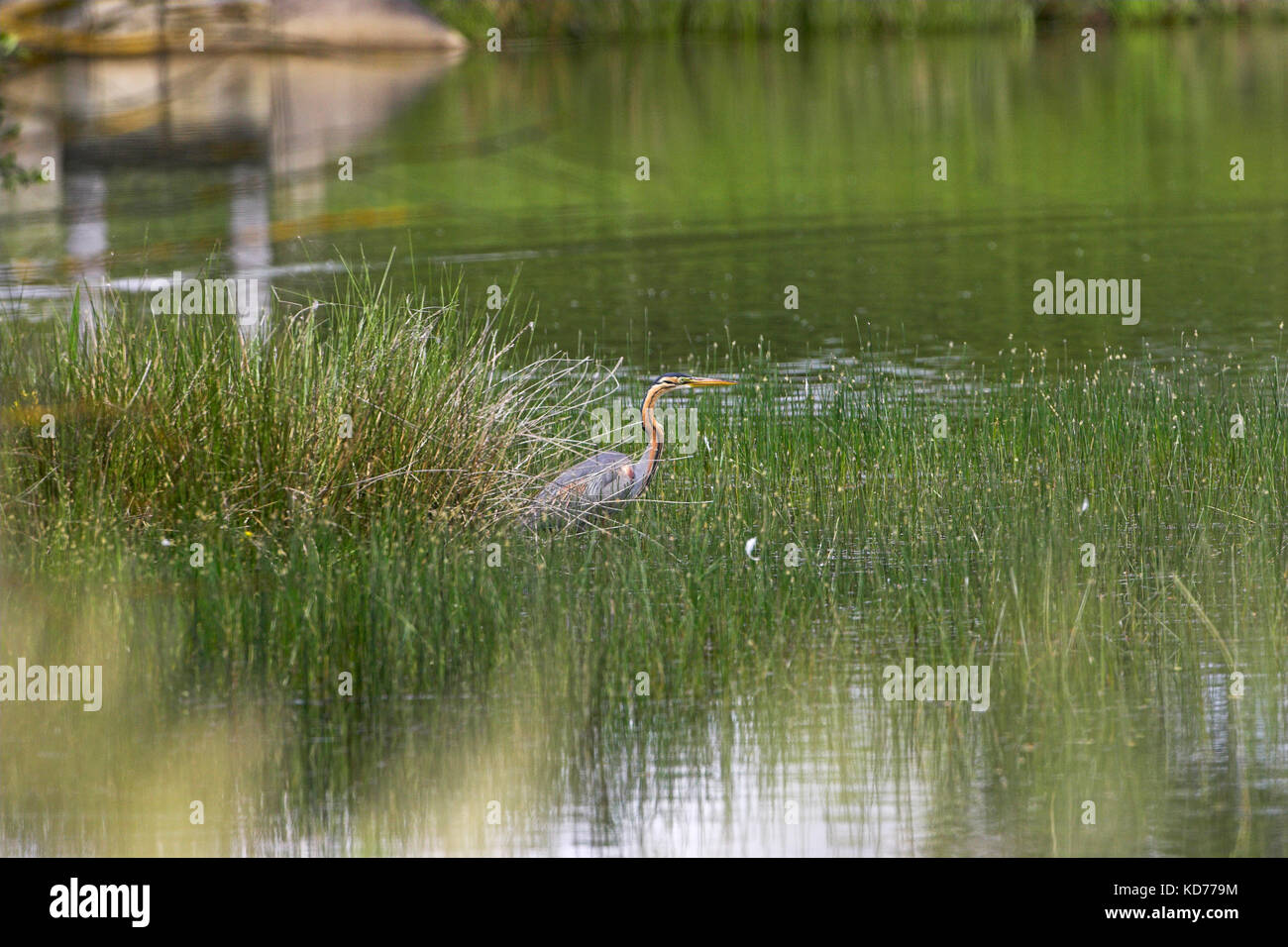 Airone rosso Ardea purpurea accanto allo stagno dei pesci La Brenne Regione Centro Francia Foto Stock