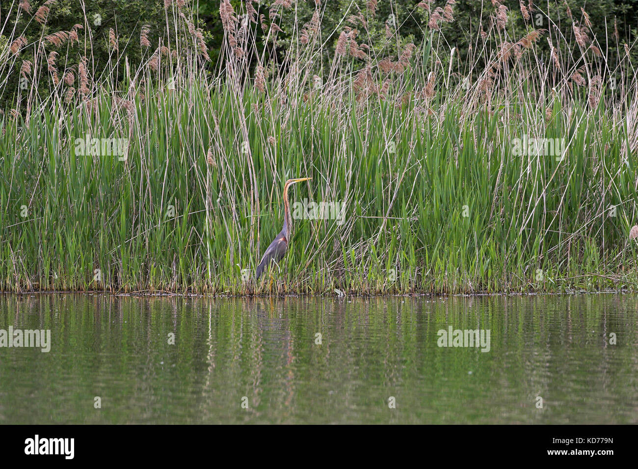 Airone rosso Ardea purpurea accanto allo stagno dei pesci La Brenne Regione Centro Francia Foto Stock