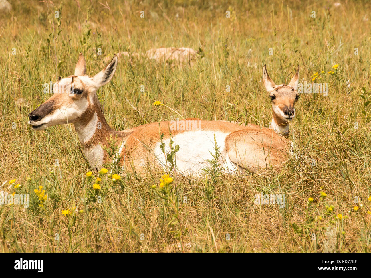 Un pronghorn nel selvaggio con i suoi giovani. Foto Stock