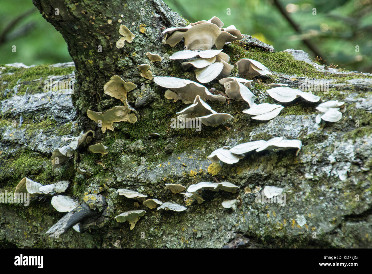 Ripiano funghi che crescono su un albero morto in Minnesota. Foto Stock