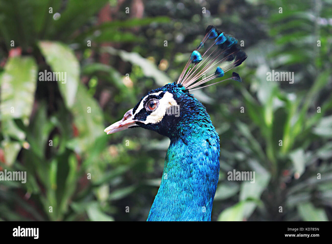 Testa di pavone closeup, sullo sfondo della natura Foto Stock