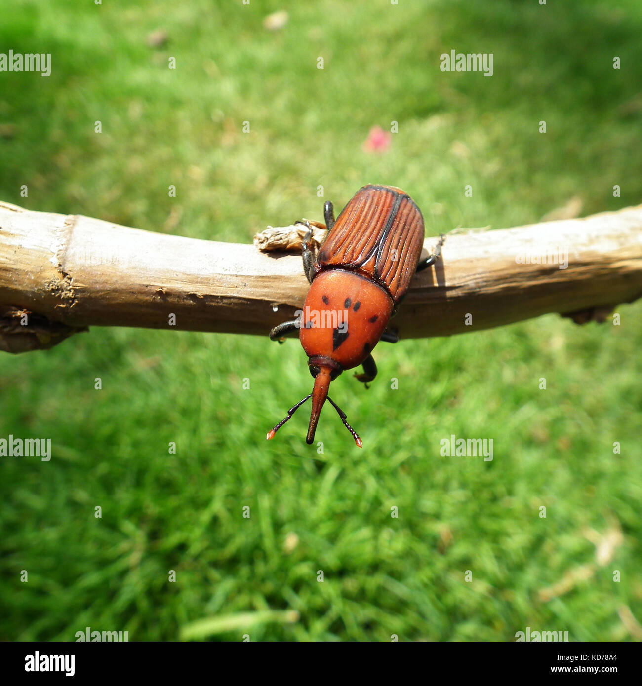 Rosso curculione palm, Rhynchophorus ferrugineus, in piedi sul ramo giallo Foto Stock