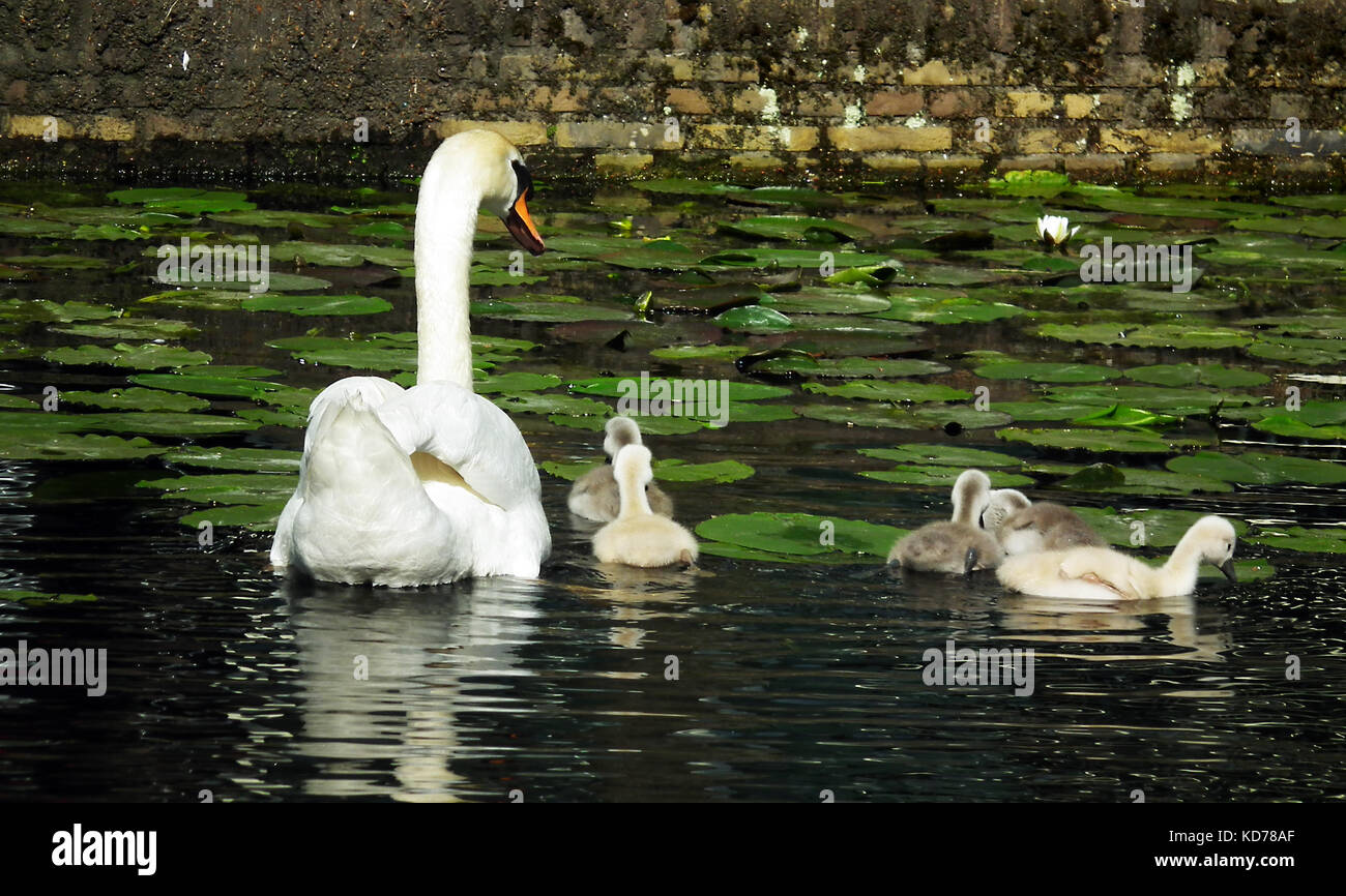 Adulto cigno nuoto con i suoi pulcini in un canale di Delft, Olanda Foto Stock