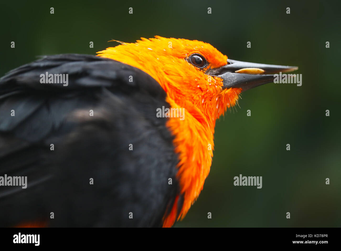 Luminose di colore arancio testa di scarlet-guidato blackbird bird mangiando un seme di mais granella Foto Stock
