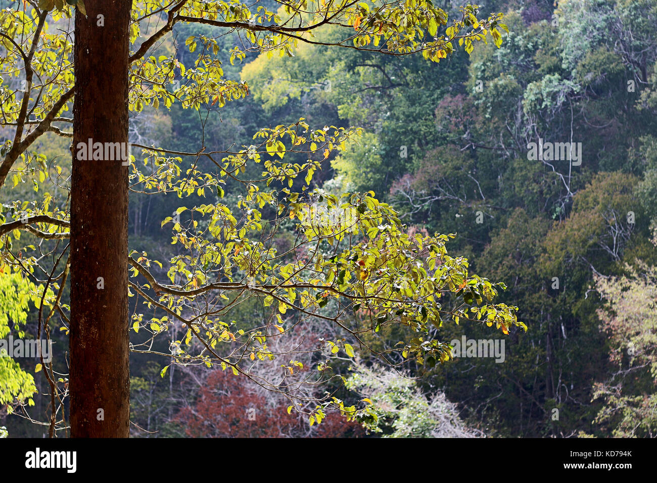 Scenario della foresta, paesaggio, Langkawi, Malesia Foto Stock