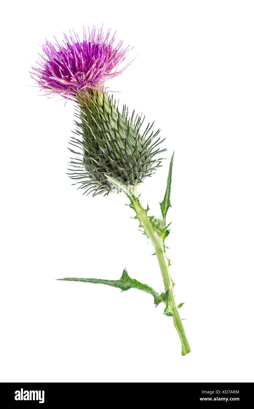 Cardo mariano pianta silybum marianum porre rimedio a base di erbe. scotch thistle, cardus marianus, beata cardo mariano , Saint Mary's thistle Foto Stock