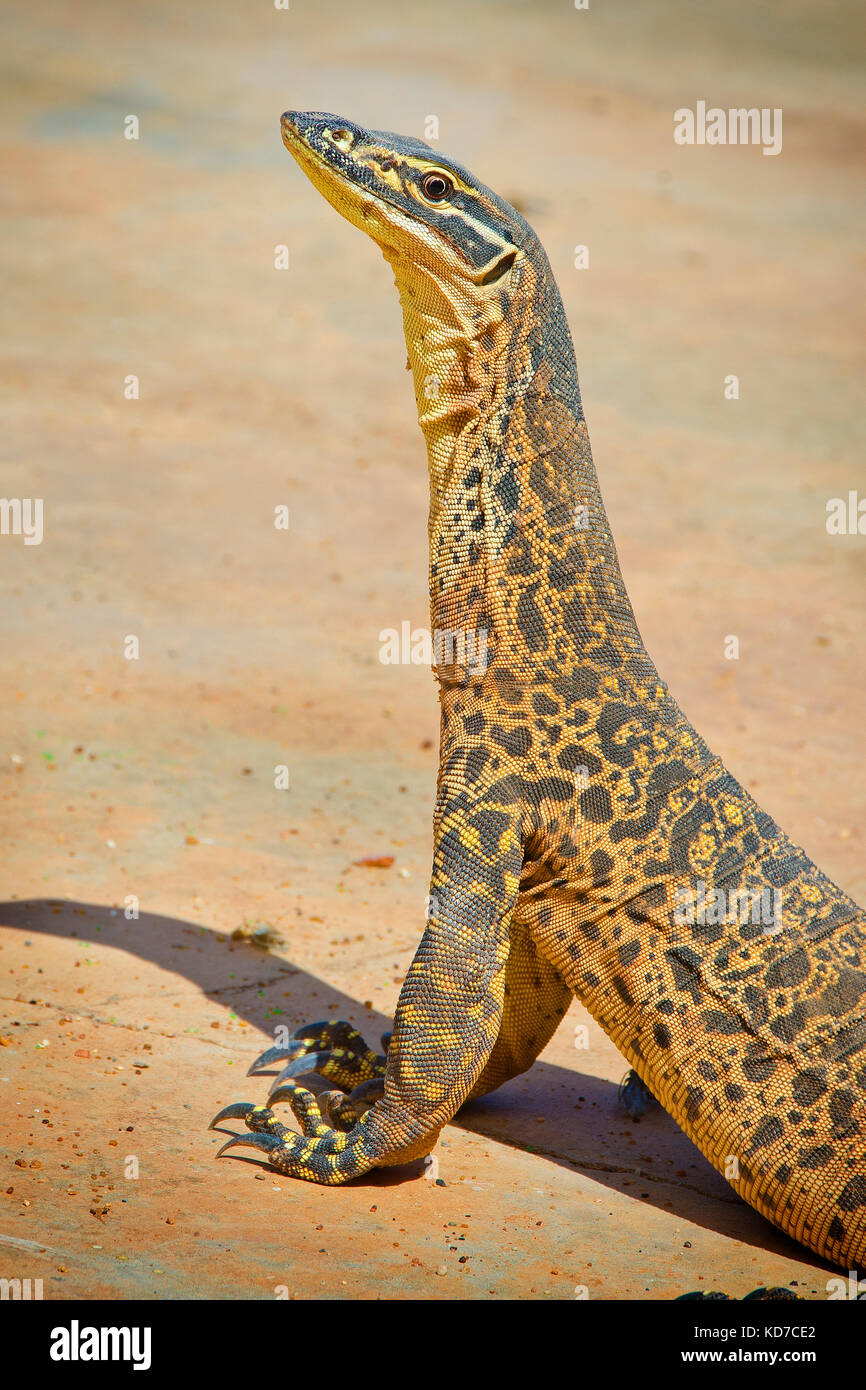 Bungarra o sabbia goanna (varanus gouldii ) Foto Stock