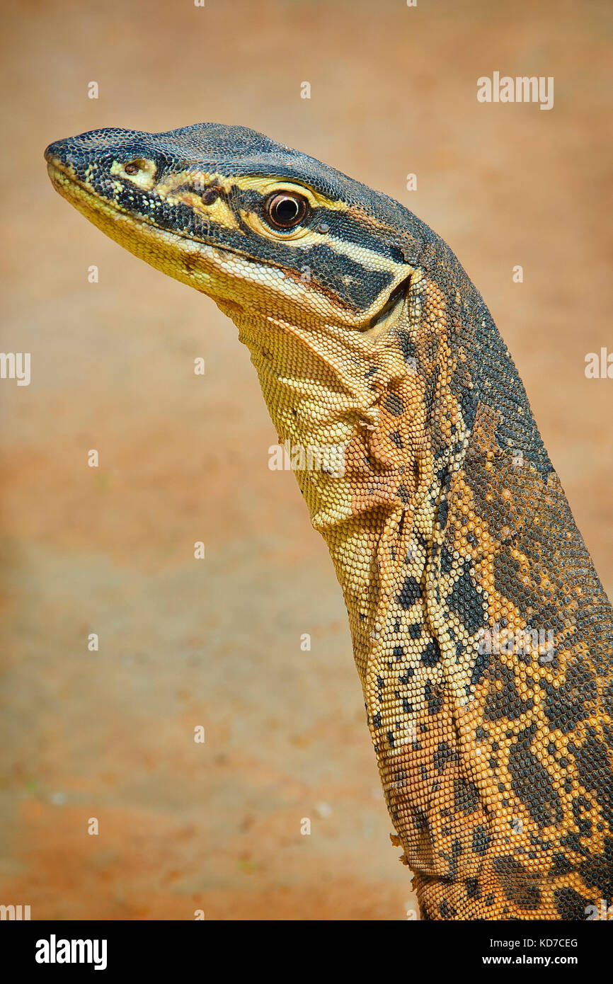 Bungarra o sabbia goanna (varanus gouldii ) Foto Stock
