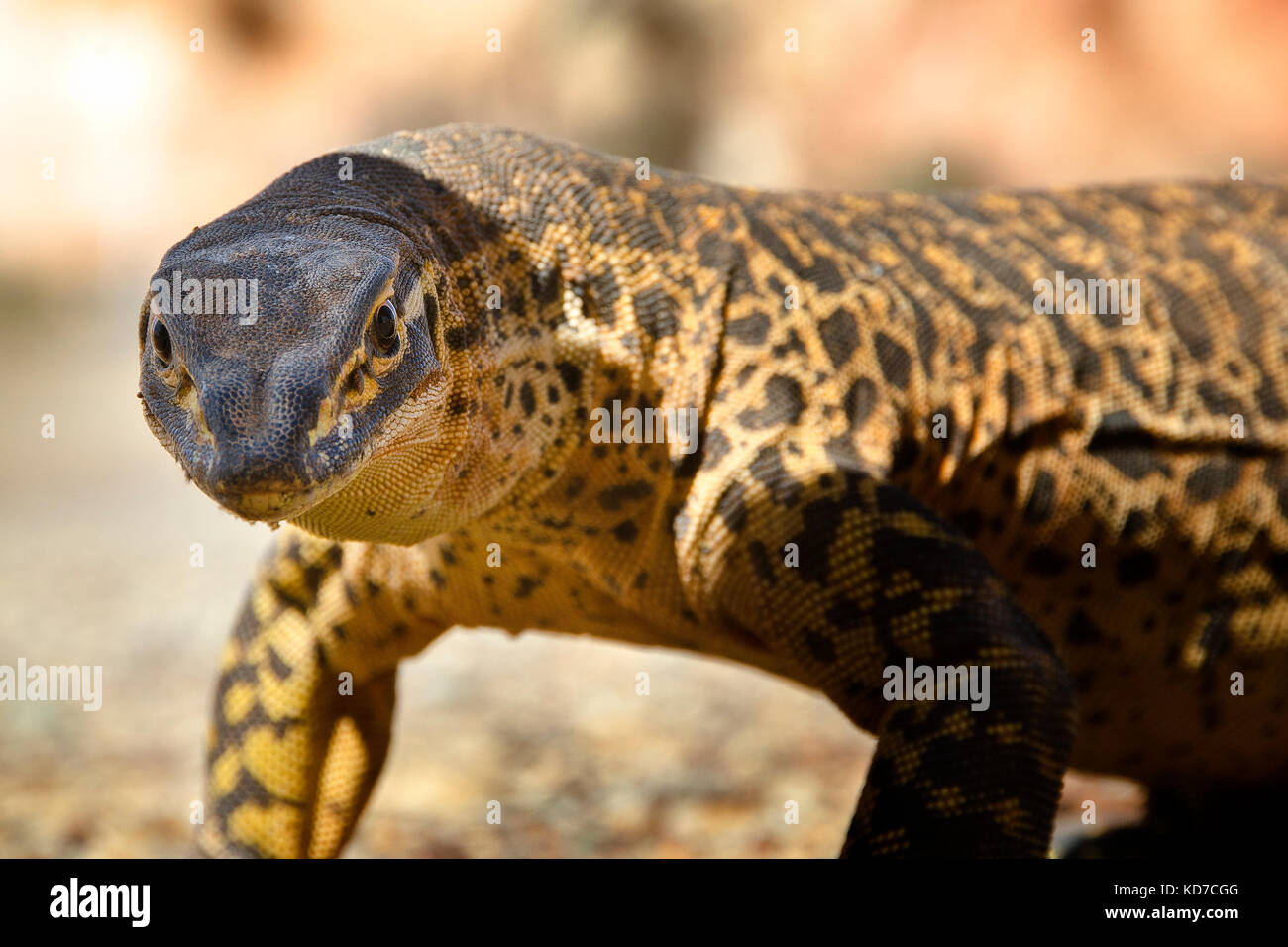 Bungarra o sabbia goanna (varanus gouldii ) Foto Stock