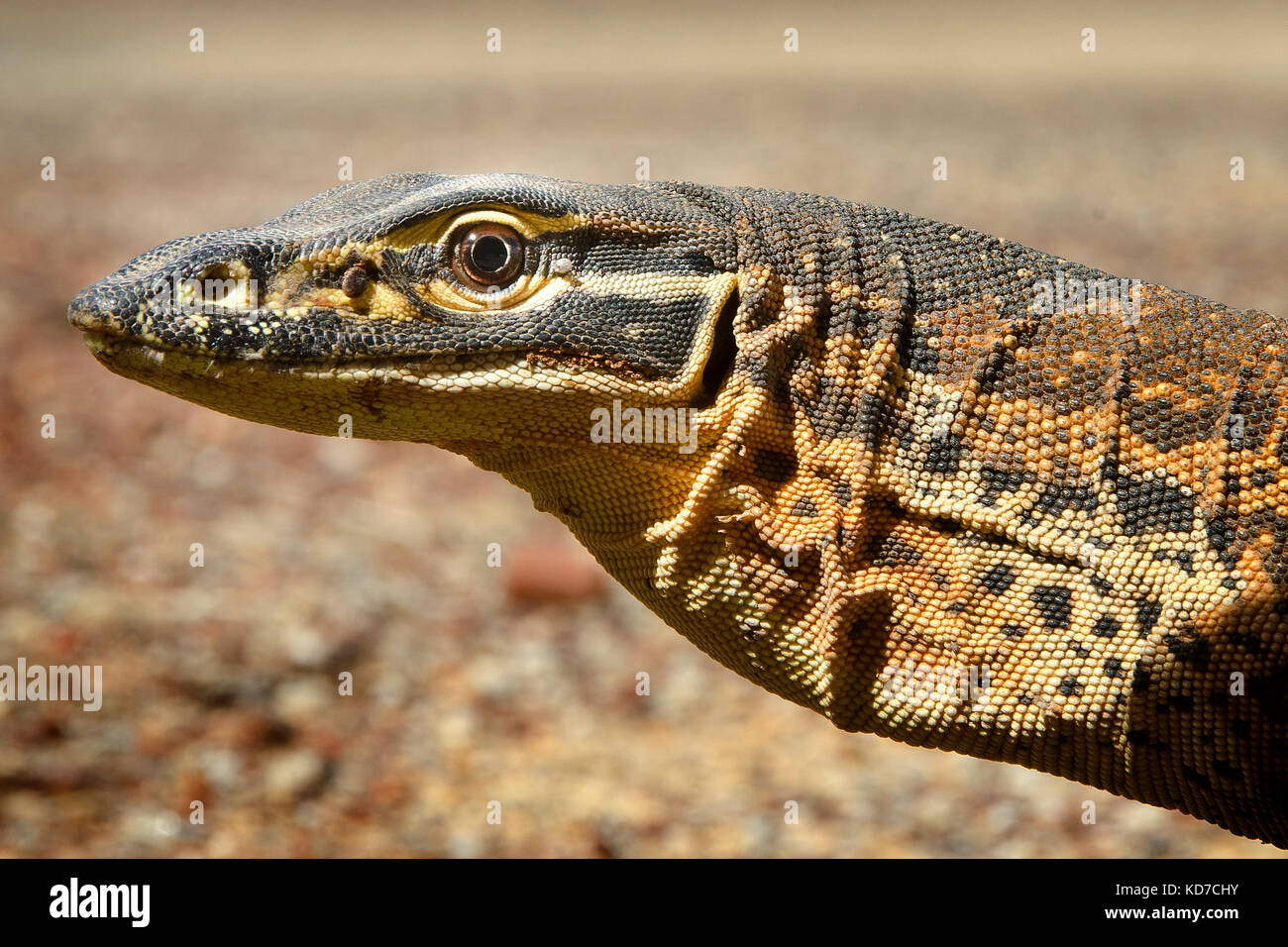 Bungarra o sabbia goanna (varanus gouldii ) Foto Stock