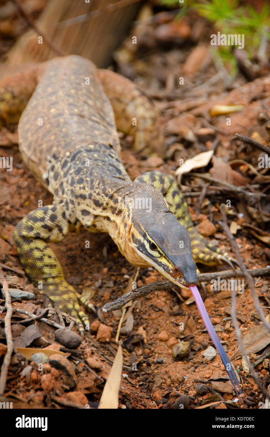 Bungarra o sabbia goanna (varanus gouldii ) Foto Stock