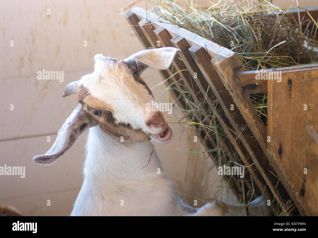 Una capra si ferma per una foto alla Fiera di Fryeburg, Fryeburg, Maine, Stati Uniti Foto Stock
