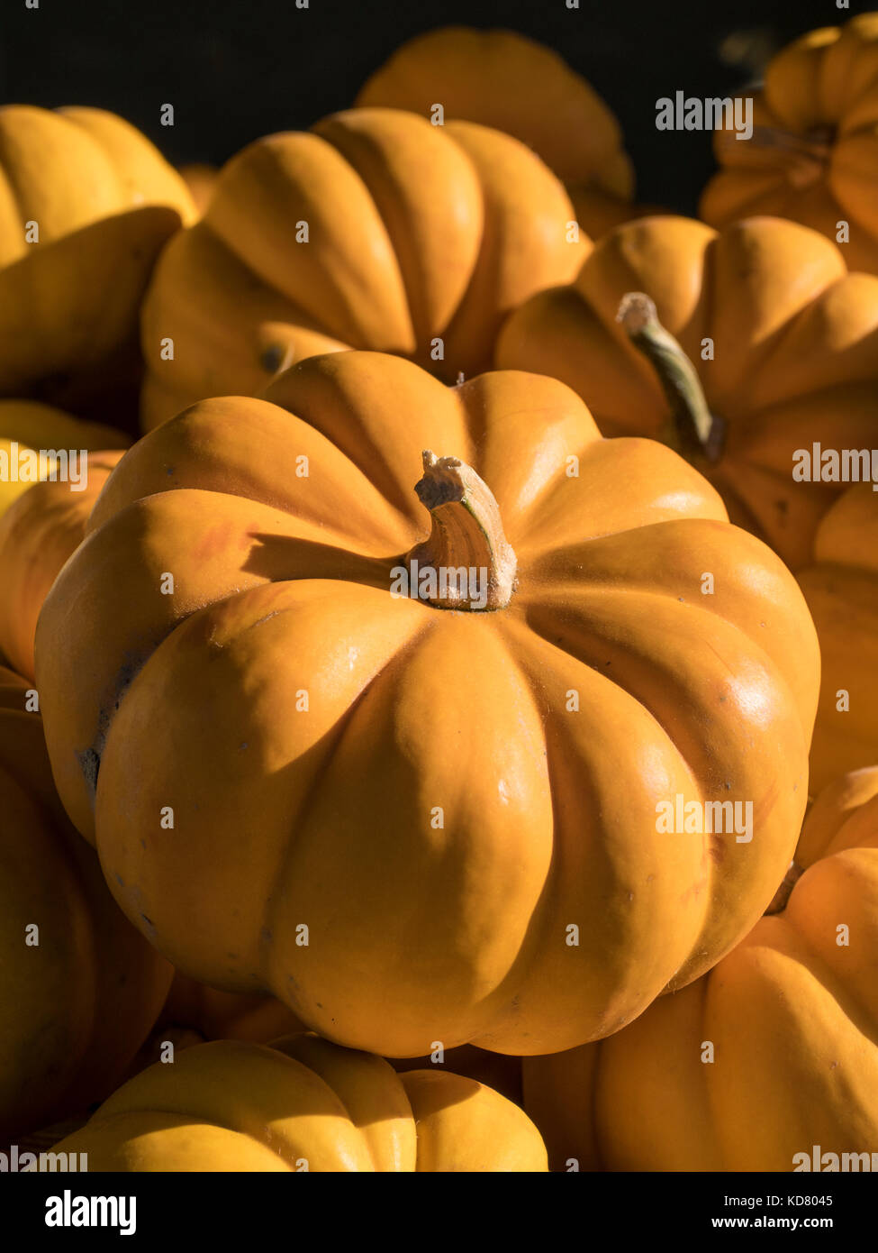 Mini-zucche, Woodstock Mercato degli Agricoltori, West Woodstock, Vermont. Foto Stock