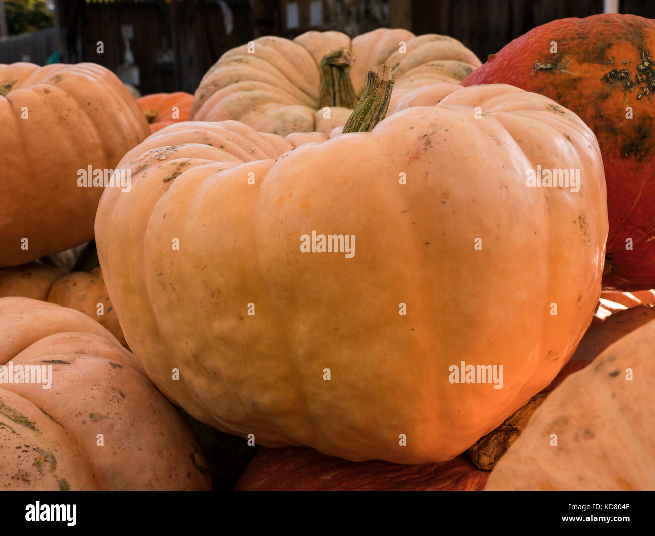 Mini-zucche, Woodstock Mercato degli Agricoltori, West Woodstock, Vermont. Foto Stock