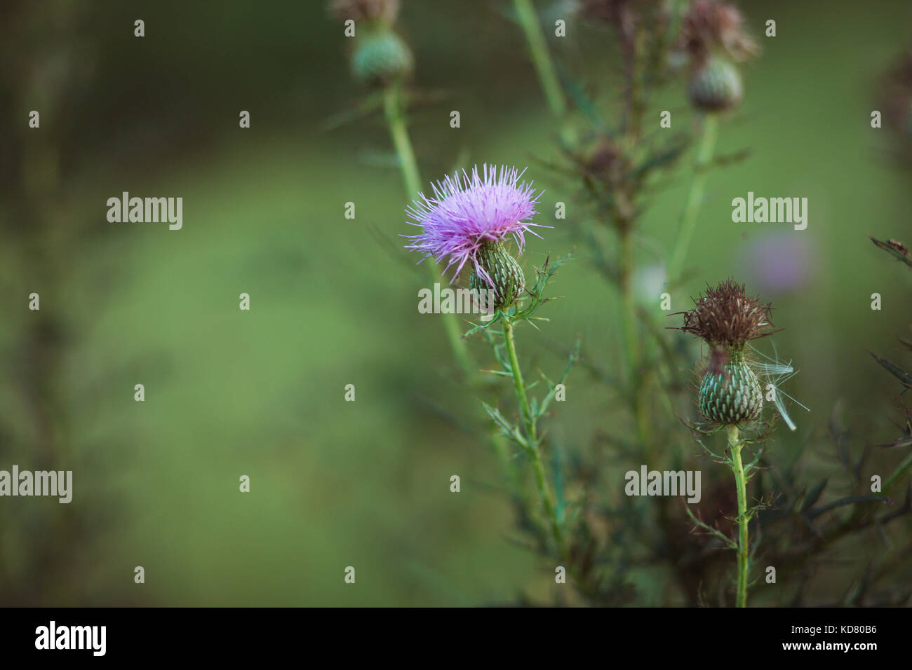 pianta del cardo selvatico Foto Stock