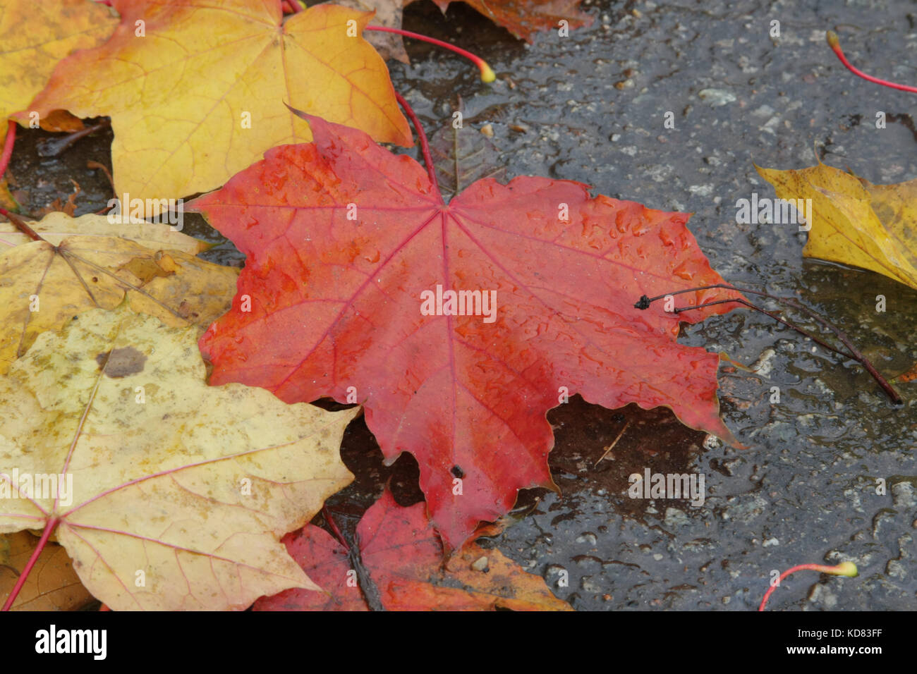 Autunno umore.Bright Foglie di acero giacciono sul marciapiede. La foglia caduta. Foto Stock