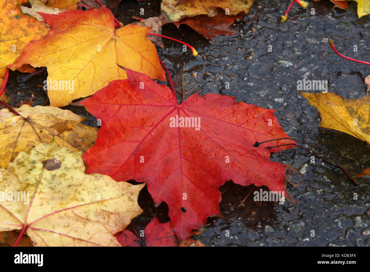 Autunno umore.Bright Foglie di acero giacciono sul marciapiede. La foglia caduta. Foto Stock