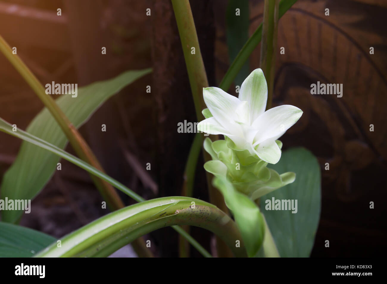 Blooming zingiber bianco fiore in giardino Foto Stock