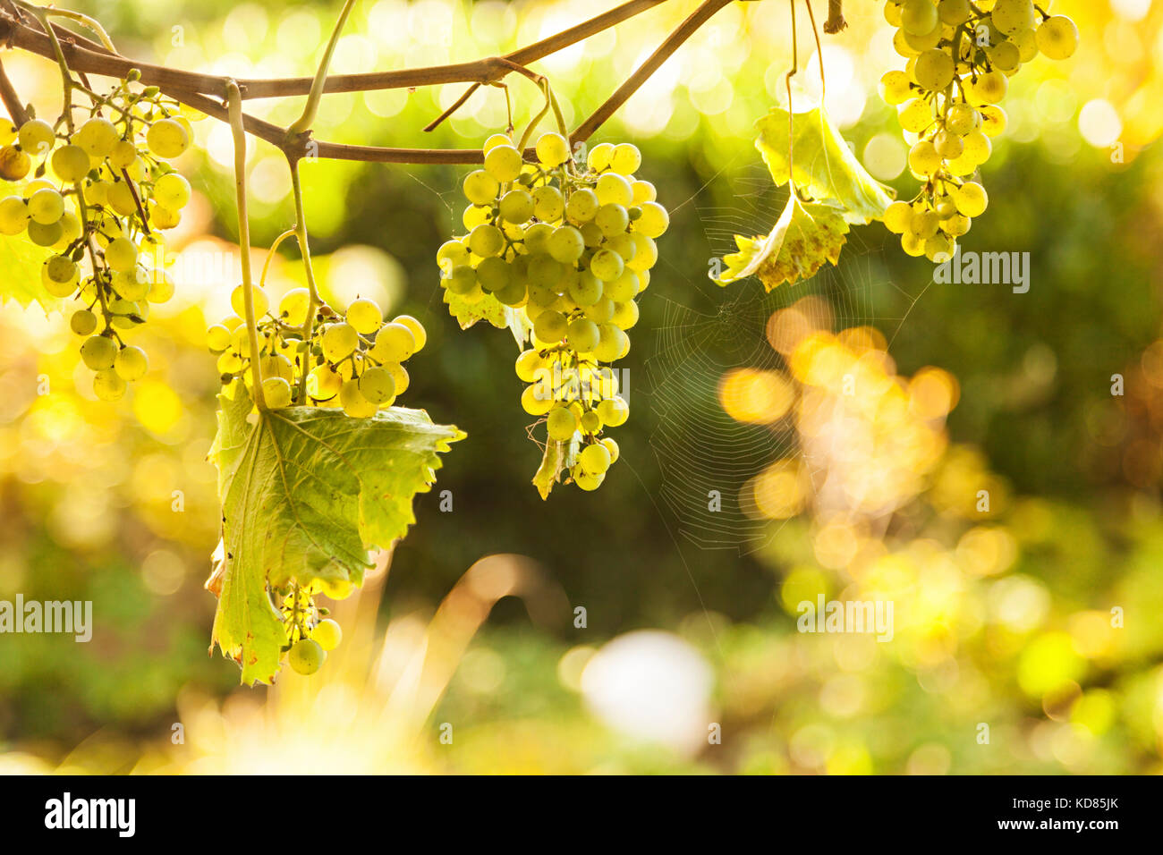 Uve mature appesi da vitigni, retroilluminazione da Sun Foto Stock