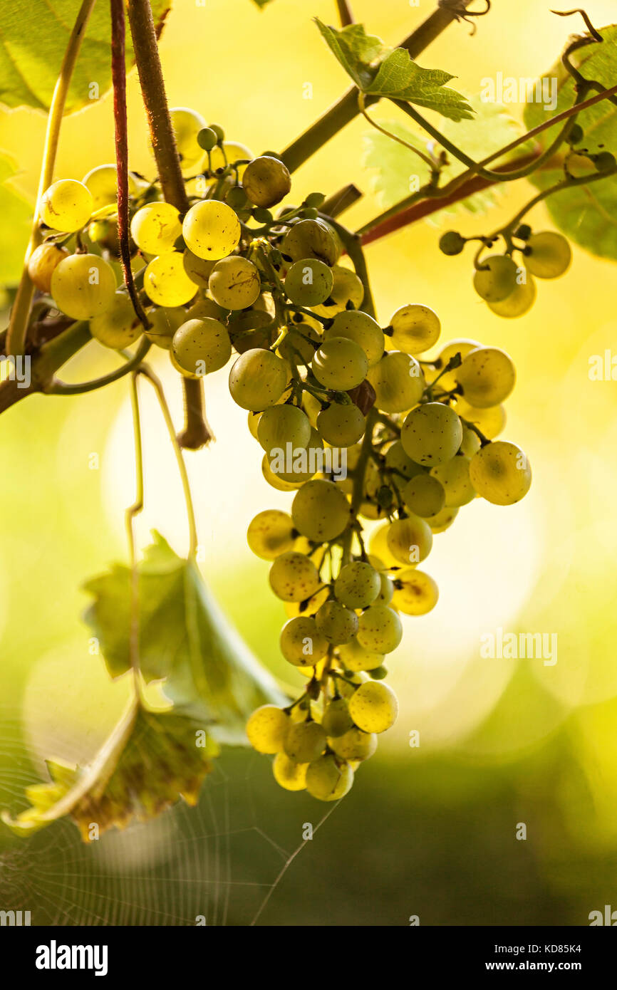Uve mature su un vitigno, retroilluminato da Sun Foto Stock