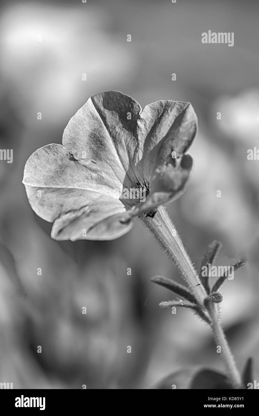 Fiore di petunia in bianco e nero Foto Stock
