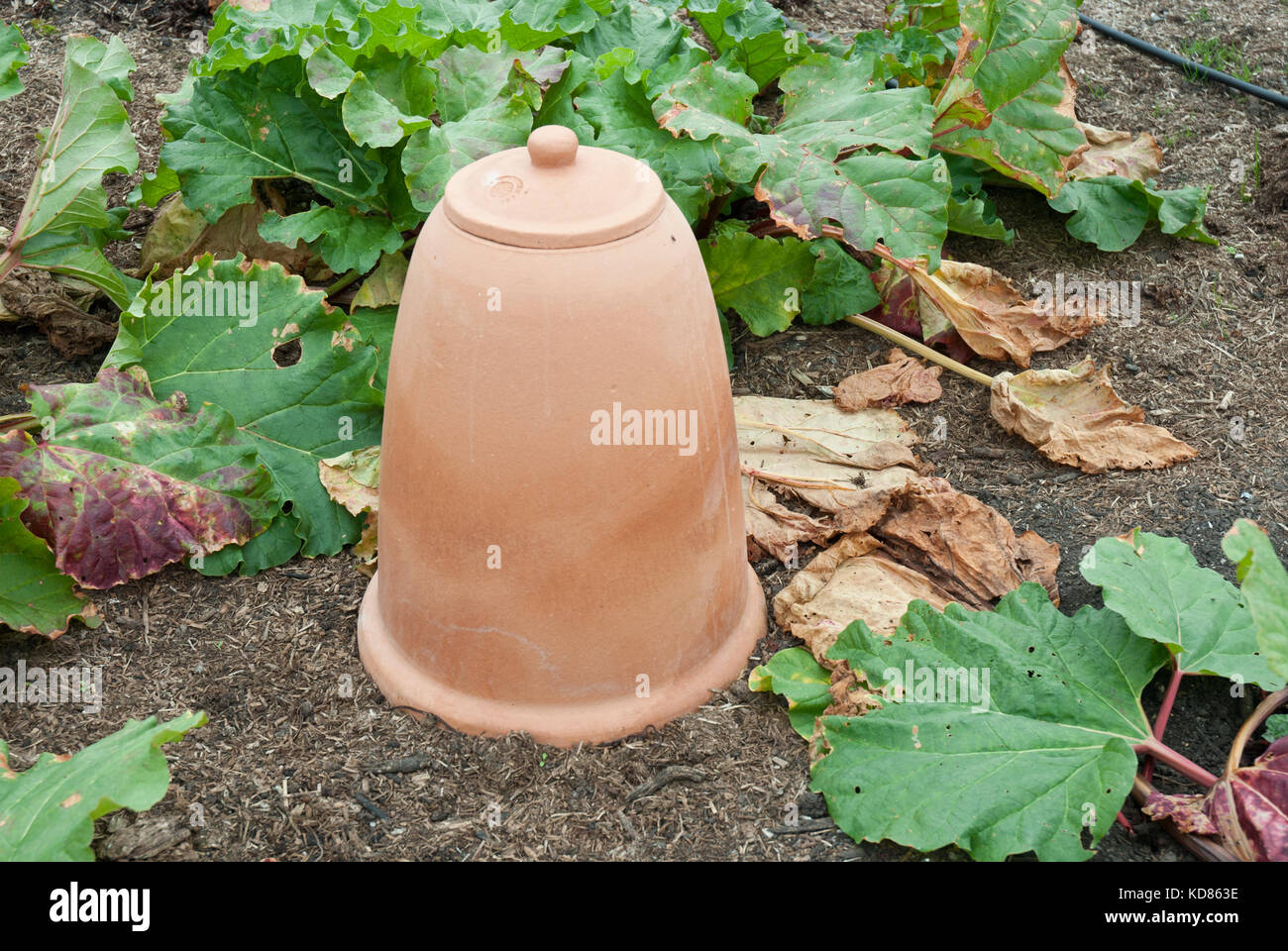 Cloche di rabarbaro di argilla, modo tradizionale di 'forzare' il rabarbaro precoce Foto Stock