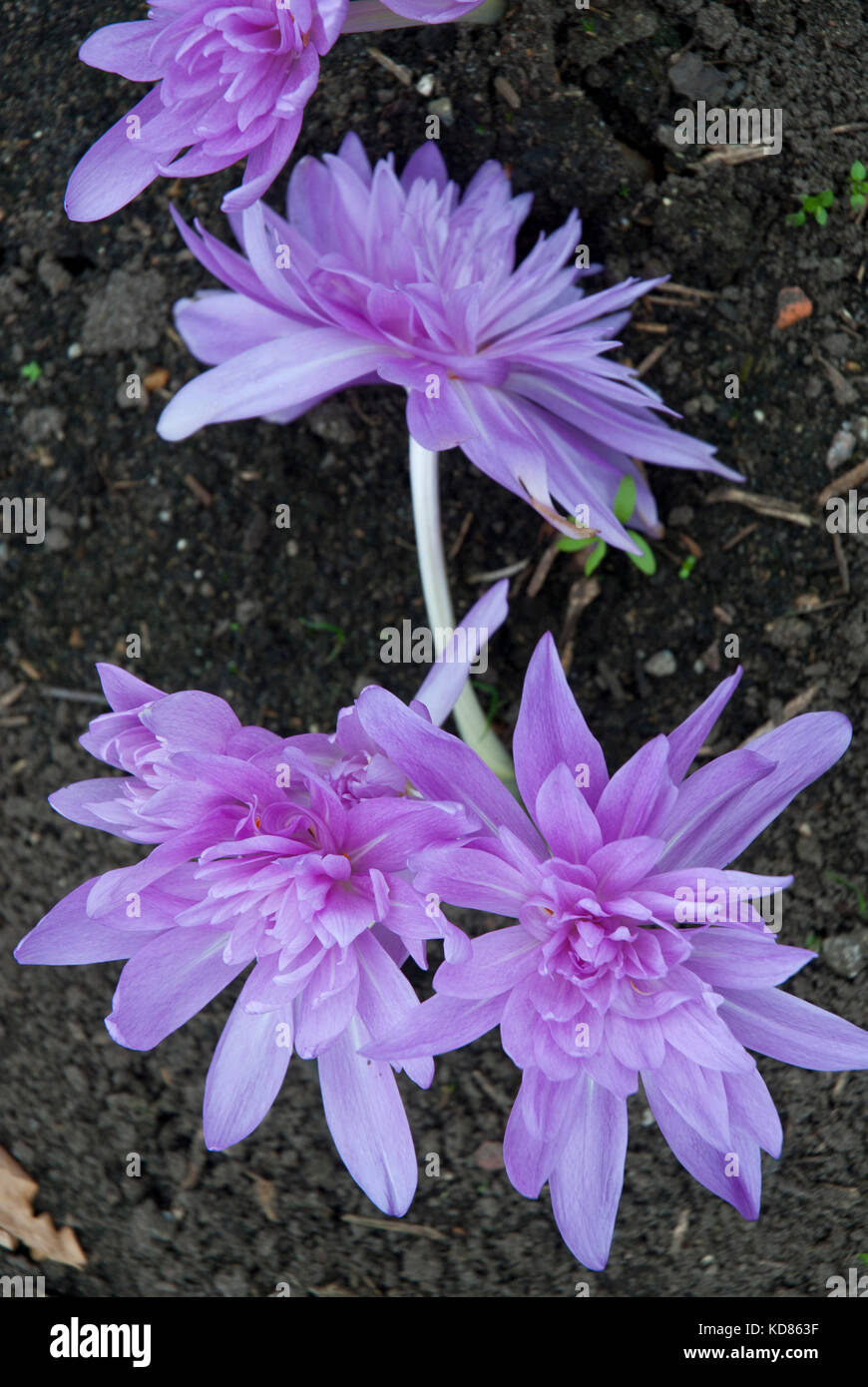 "Ninfea' colchicum, fioritura autunnale crocus crescere in terreno. luminoso e colorato di rosa / viola. Foto Stock