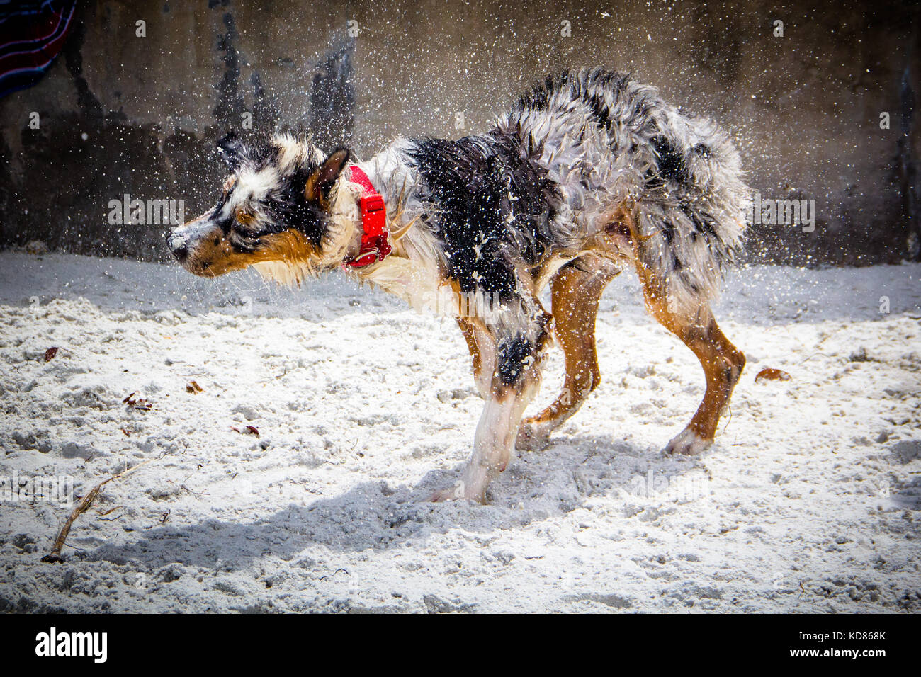 Pastore australiano cane sulla spiaggia agitando l'acqua Foto Stock