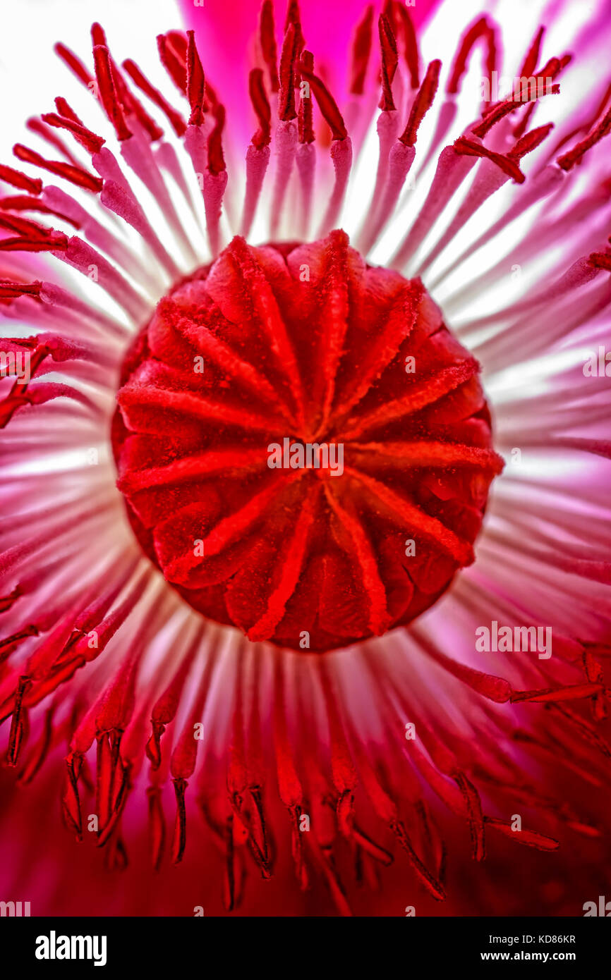 Il cuore del fiore di papavero, la capsula del seme, circondato da una pletora di stami. Foto Stock
